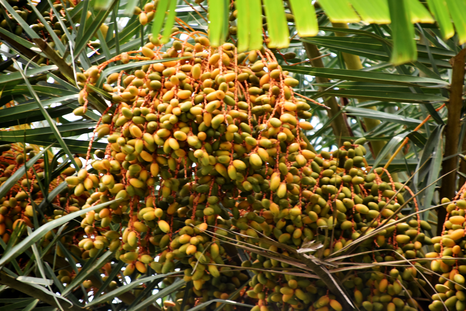 দিনের ছবি (১৬ মে, ২০২৬)